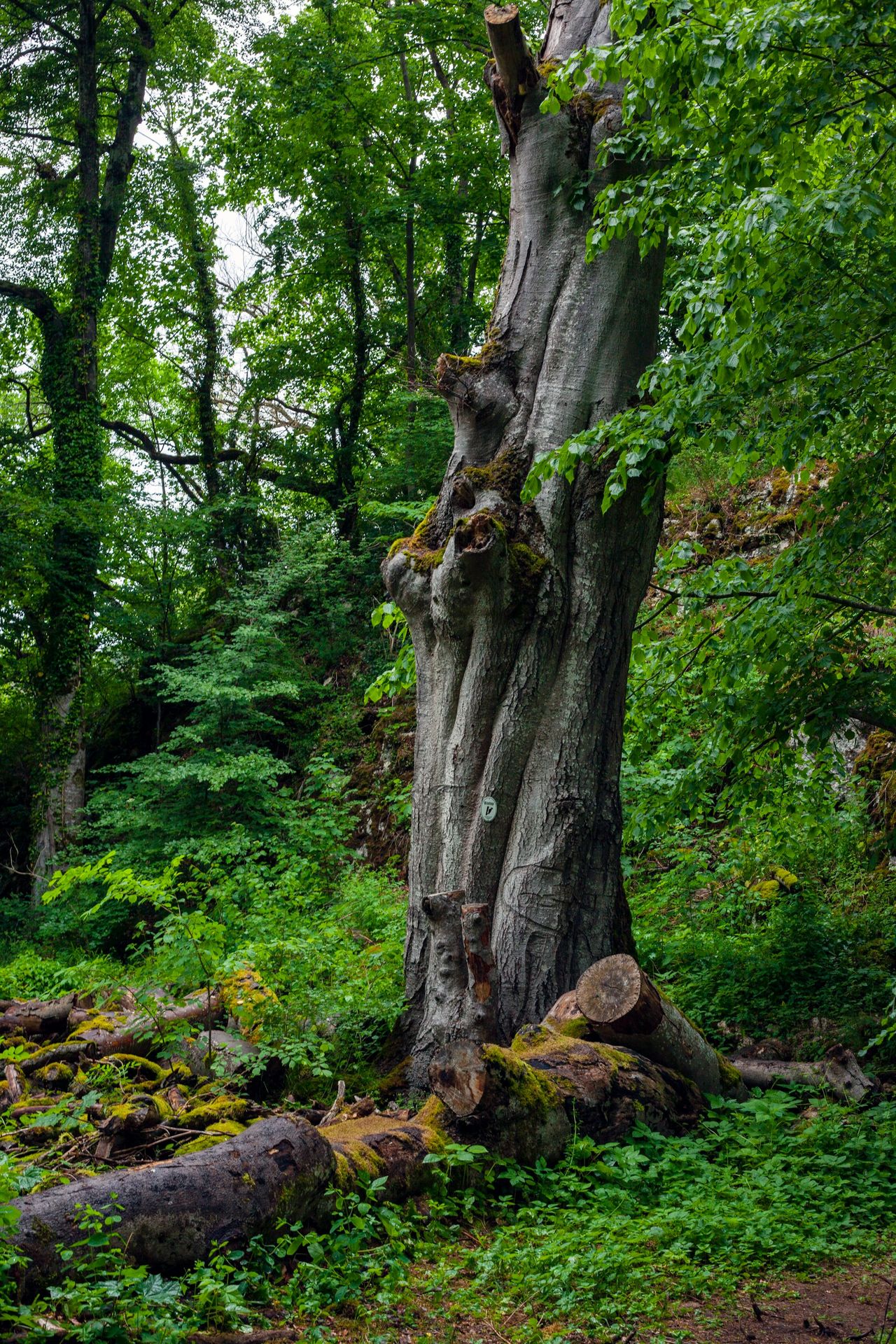 brown tree trunk on brown dried leaves